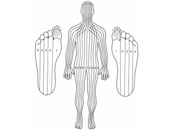 Cartographie du corps et des pieds par le docteur Fitzerald